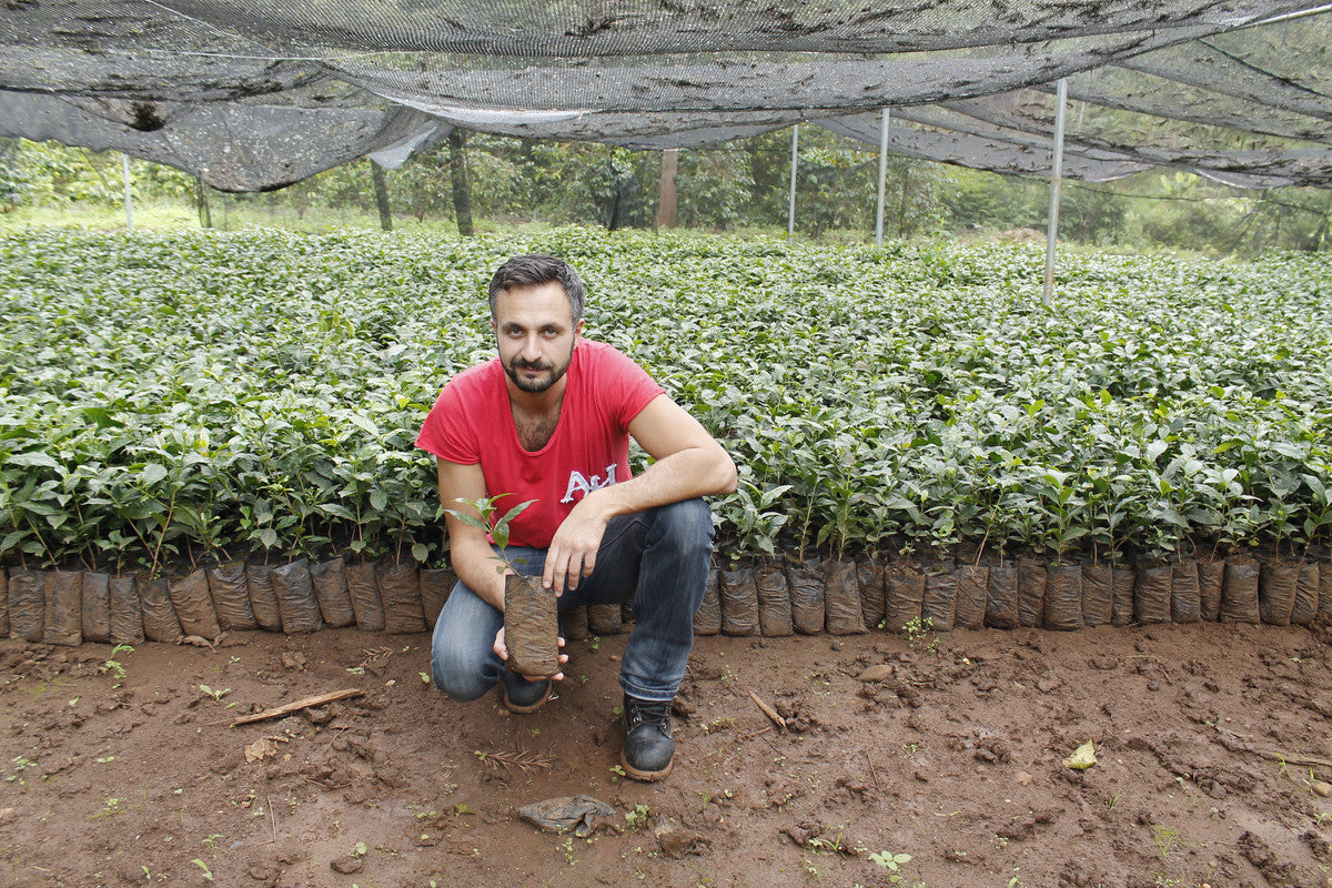 Let's try to find out more about Coffea Circulor