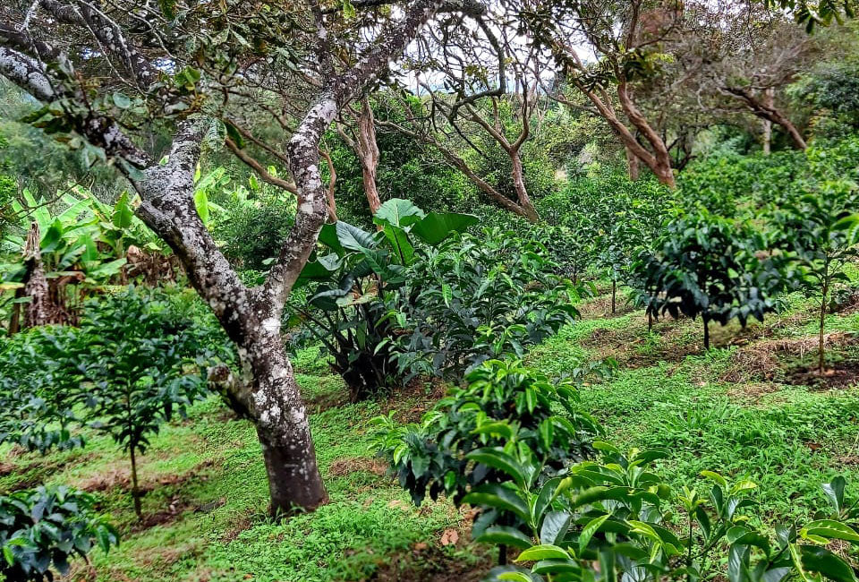 Introducing Christopher Romo from Nariño Colombia
