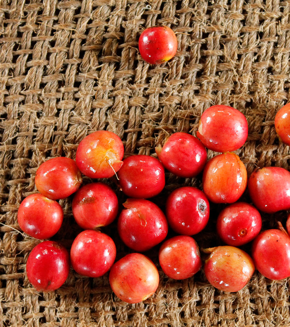 Processing Batian in Kenya for the Future – Coffea Circulor
