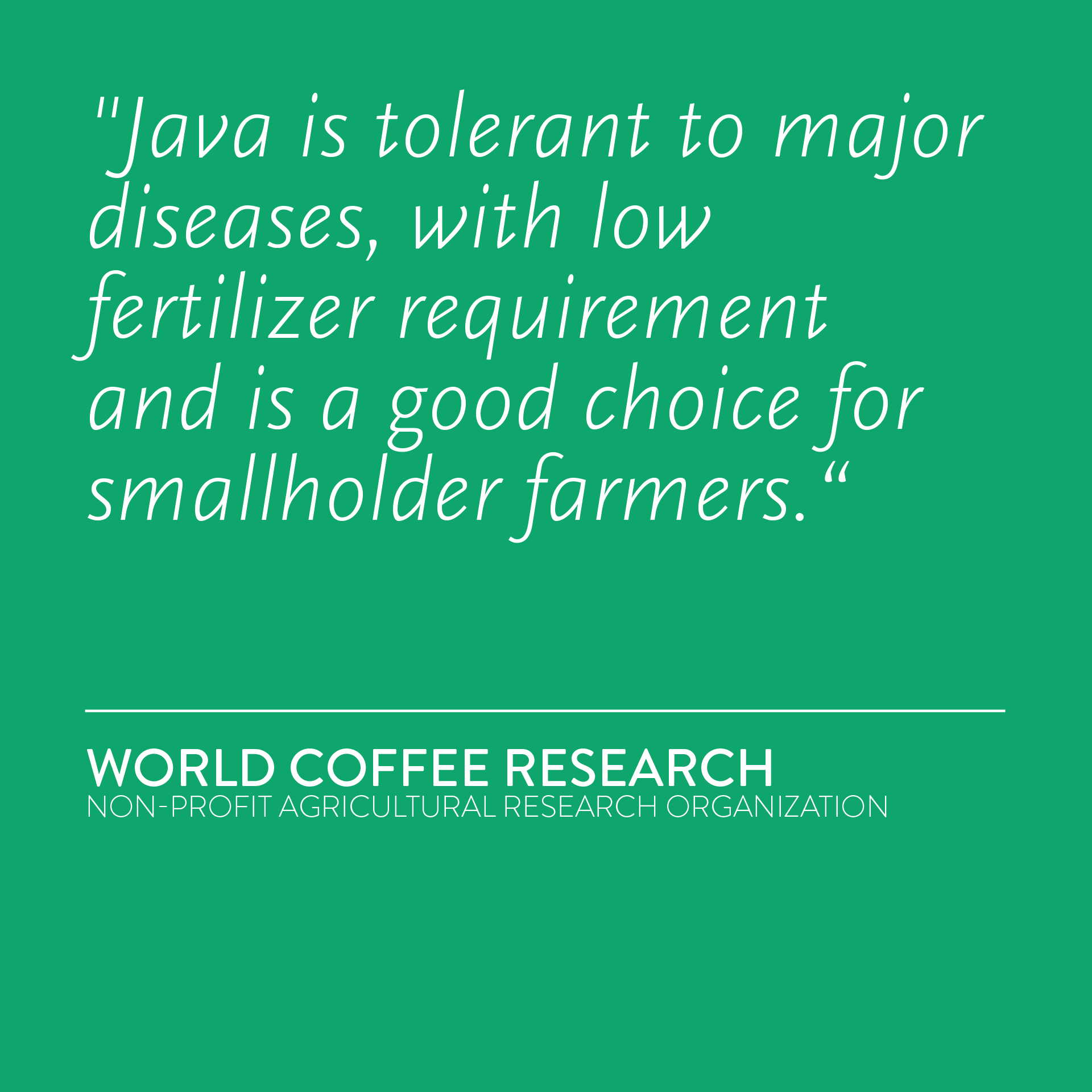 COLOMBIA Lacia Java Natural NX