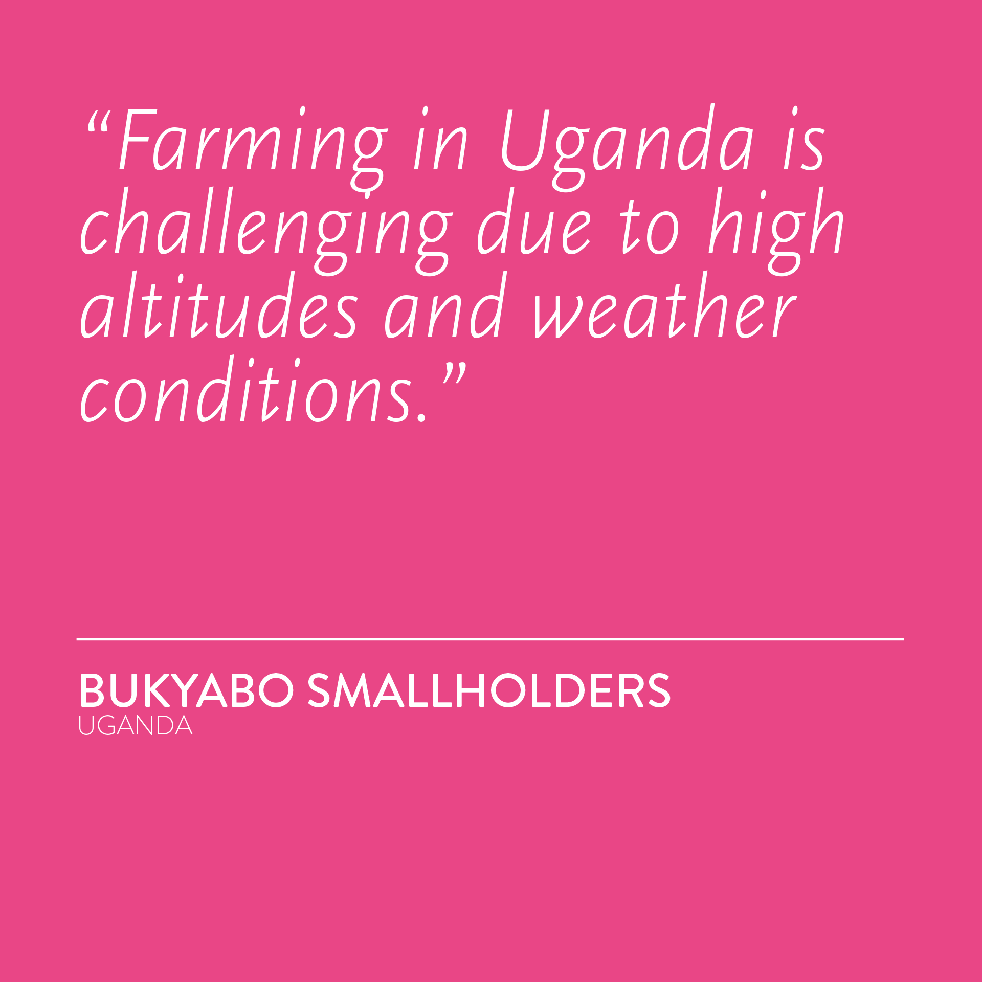 UGANDA Kiliti Washed WX