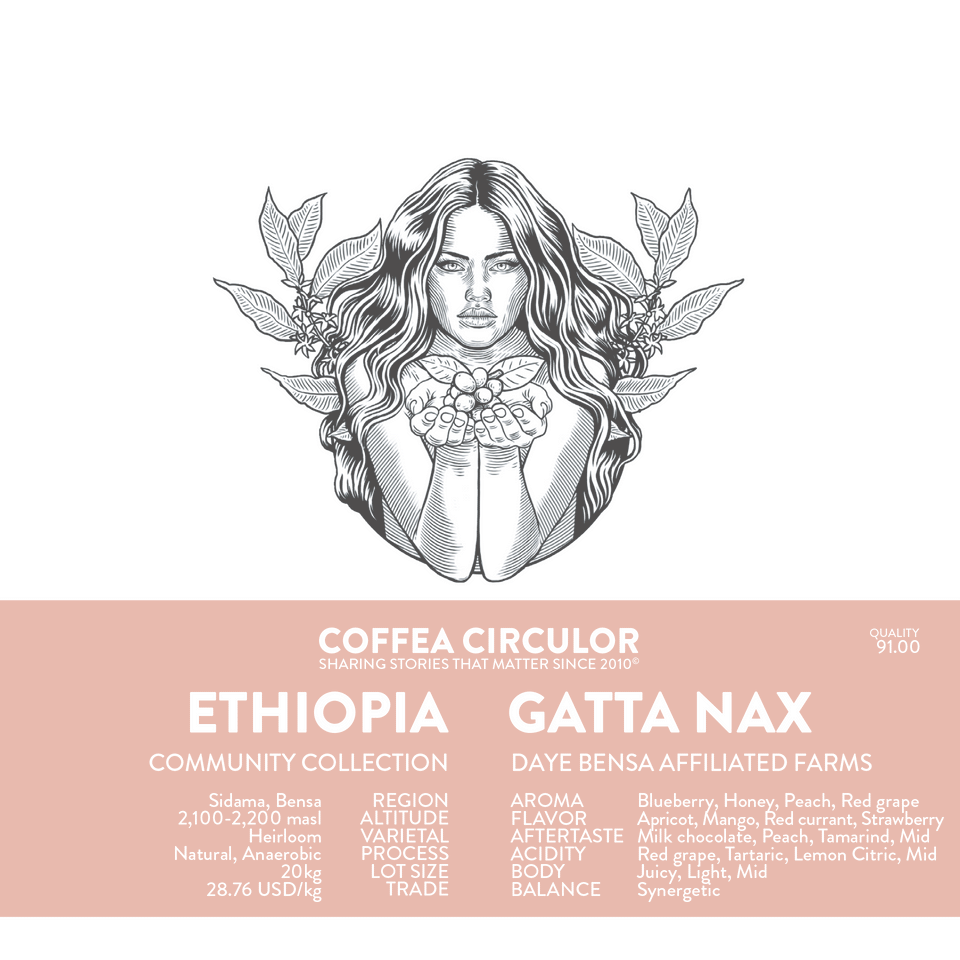 ETHIOPIA Gatta Natural Anaerobic NAX (WBrC 6th place)